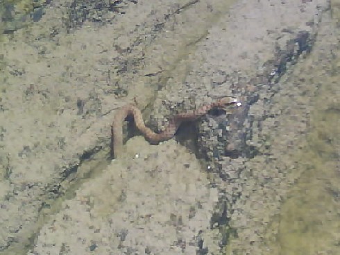 049 Basaseachi Snake In Pool 17th Sept 2010.jpg